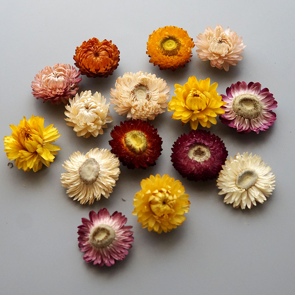 Couronne de chrysanthème color - Baby Products 1 Year avis et prix